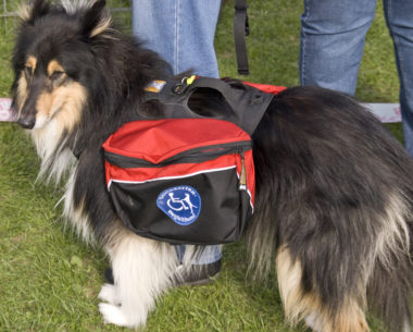 Border collie service dog wearing red and black service dog pack.